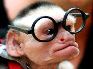 Monkey With Glasses