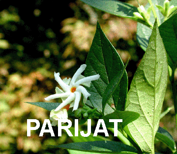 The Flower PARIJAT
